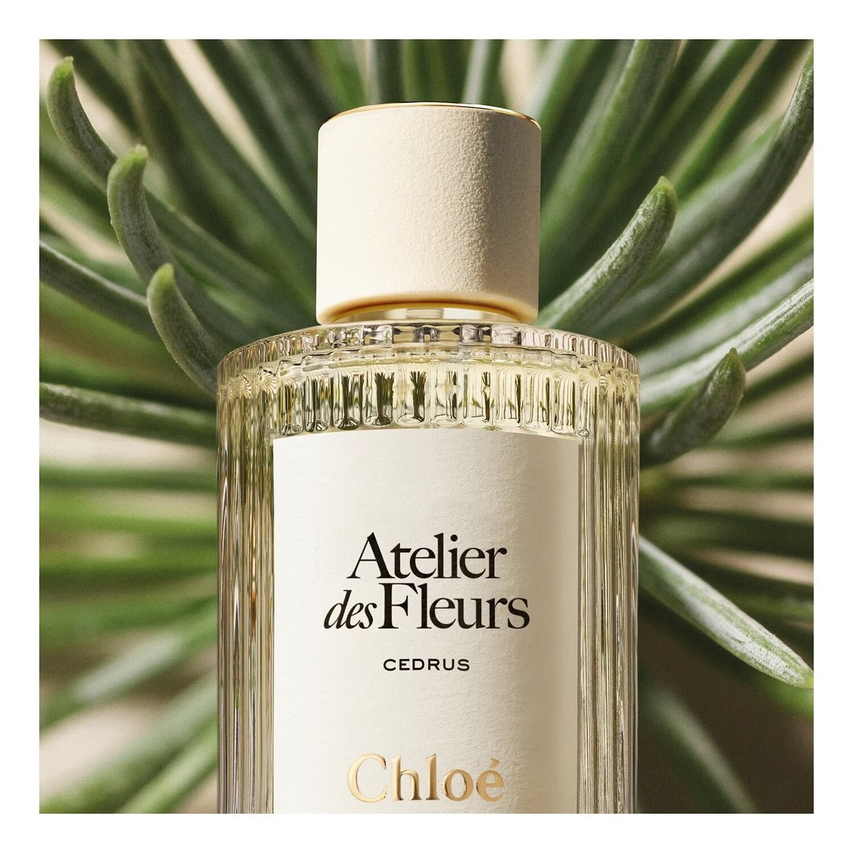 Chloé Atelier Des Fleurs Cedrus Review: A Woody Floral - Product Image