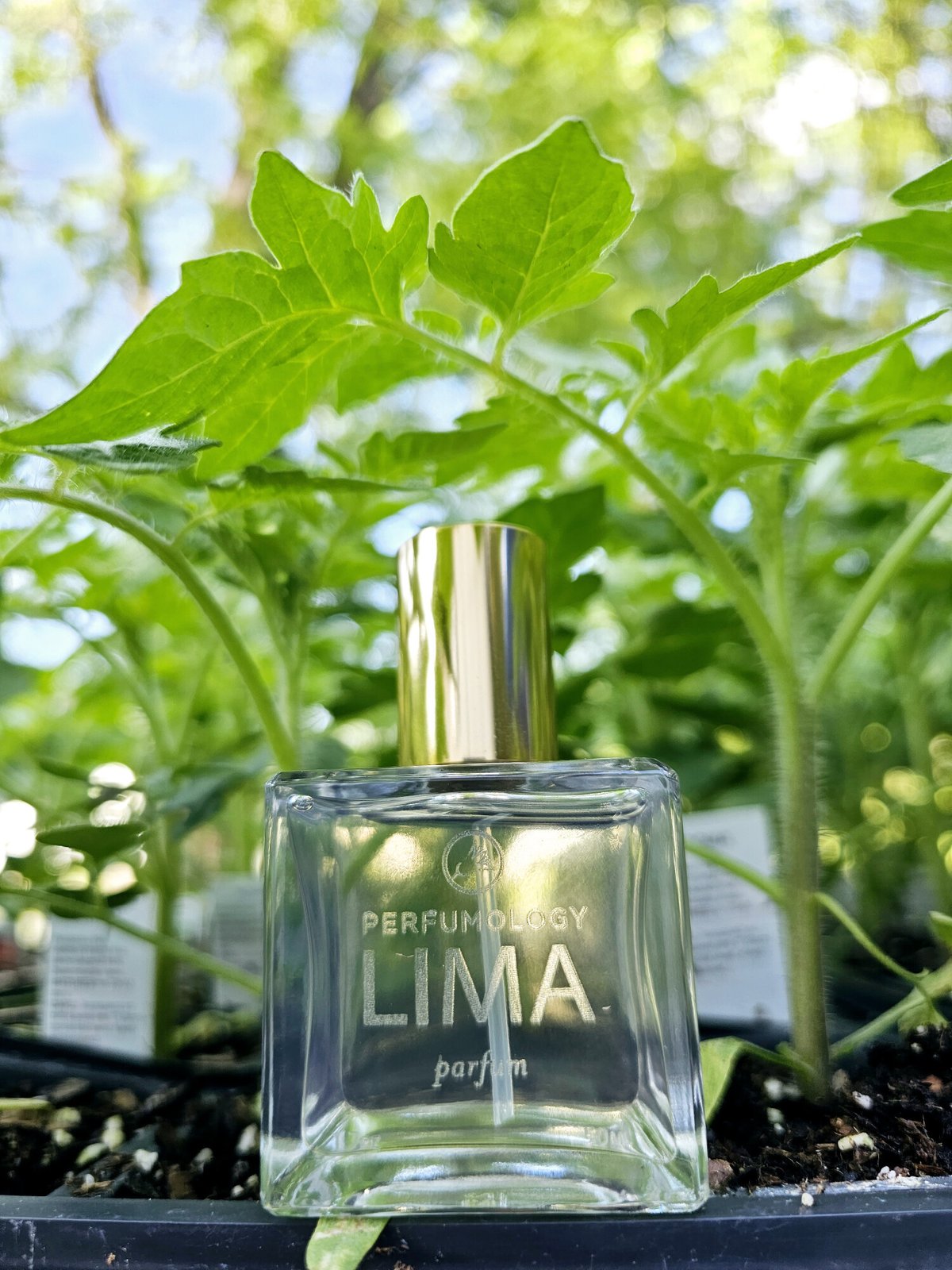 Perfumology Lima Review: A Green Citrus Masterpiece - Product Image