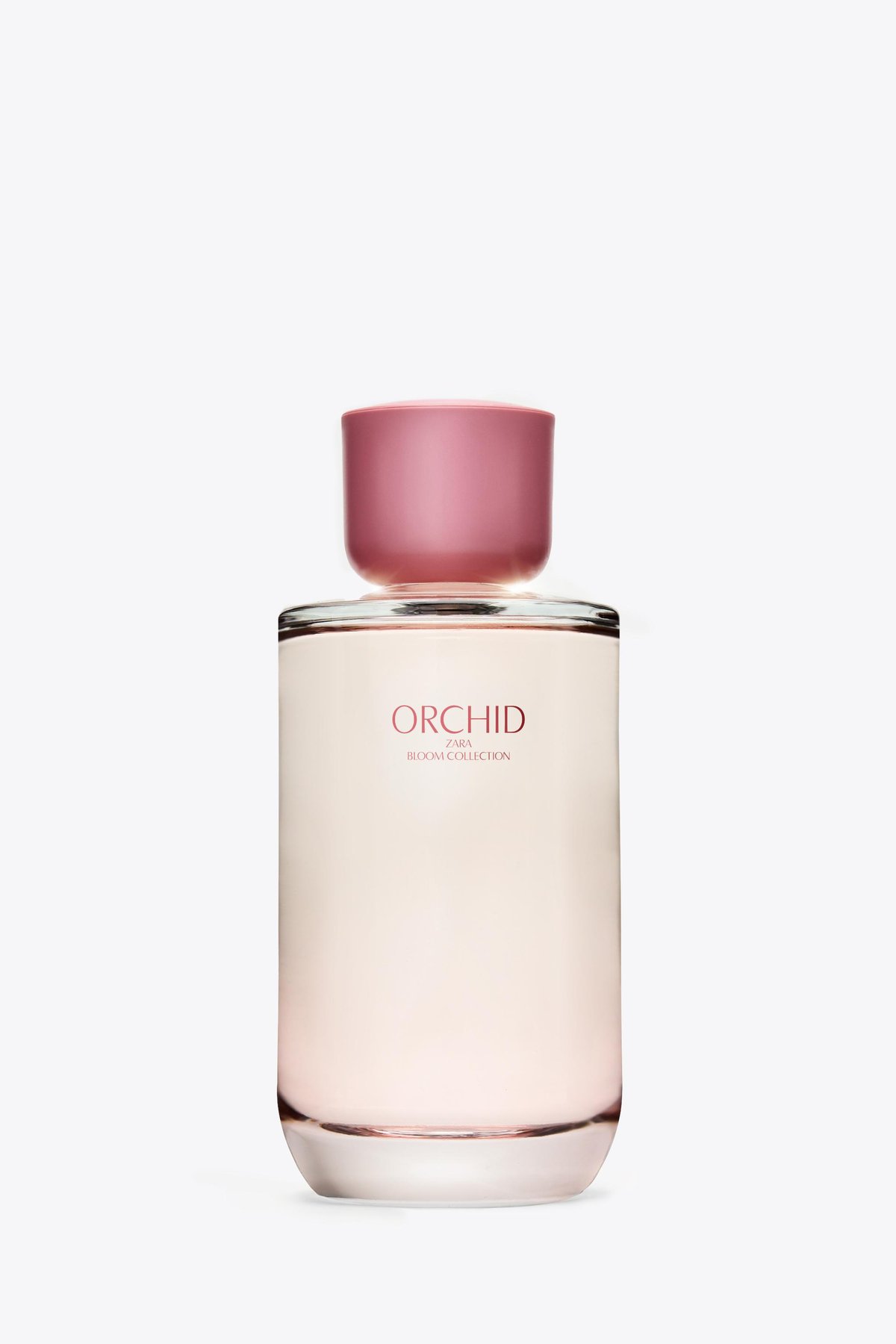Vivir Insider Exclusive: Unveiling the Enigmatic Allure of Zara Blue Bird Orchid - Product Image
