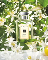 Orange Blossom