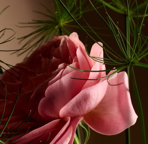 Frederic Malle Promise Review: A Rose-Oud Masterpiece