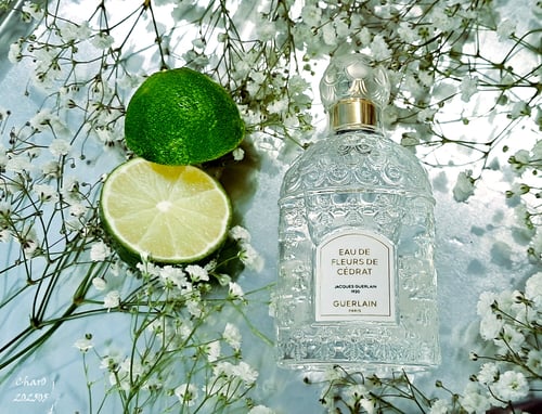 Cedrus by Chloé: The Truth About 'Guerlain Cedrus'