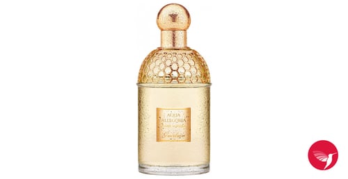 Solinotes Mimosa Review: A Golden Floral Soliflore